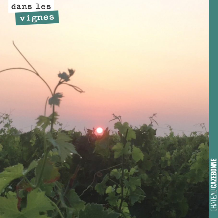 Lever de soleil dans les vignes. Beaucoup de rosée le matin, le mildiou continue à se développer sur feuilles.