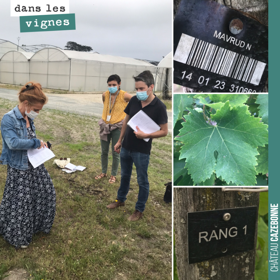 Passionnante visite, vendredi à l’ISVV de Villenave d’Ornon, avec les collègues des Graves pour discuter de leur travail sur l’observation de 52 cépages. De précieuses données accumulées sur les da...