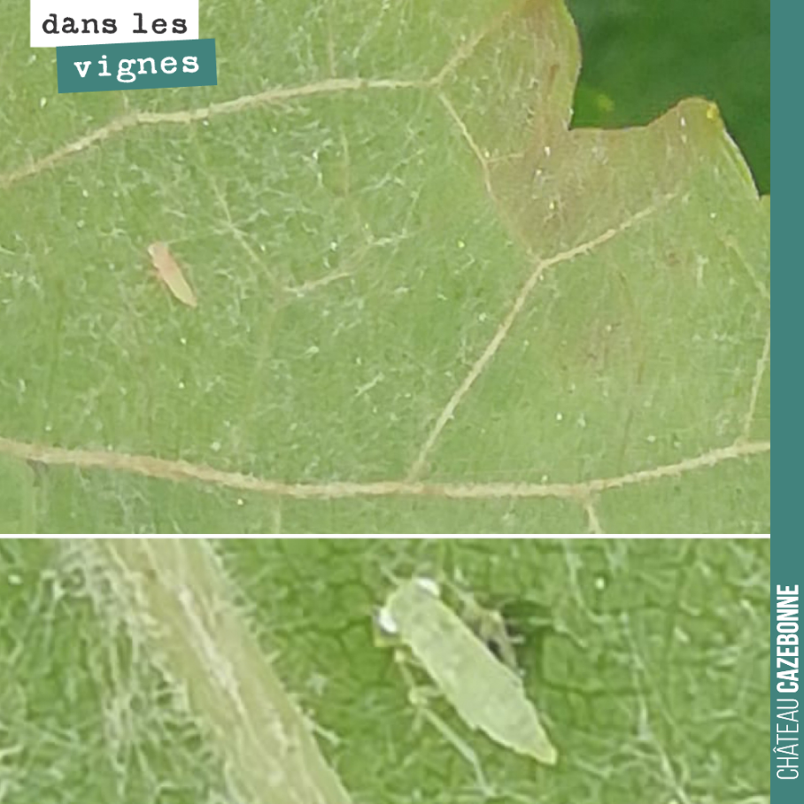 C’est une année à cicadelles. Ici la cicadelle verte, on en a compté autour de 50 pour 100 feuilles. Au delà, cela peut faire des dégâts sur les feuilles comme on le voit sur la photo du haut.
Mai...
