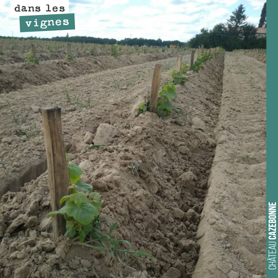 On a chaussé notre plantation. Un bon moyen de garder de l’humidité dans le sol si les chaleurs sont de retour. Il nous restera à passer un petit coup de décavaillonneuse en septembre, puis chausse...