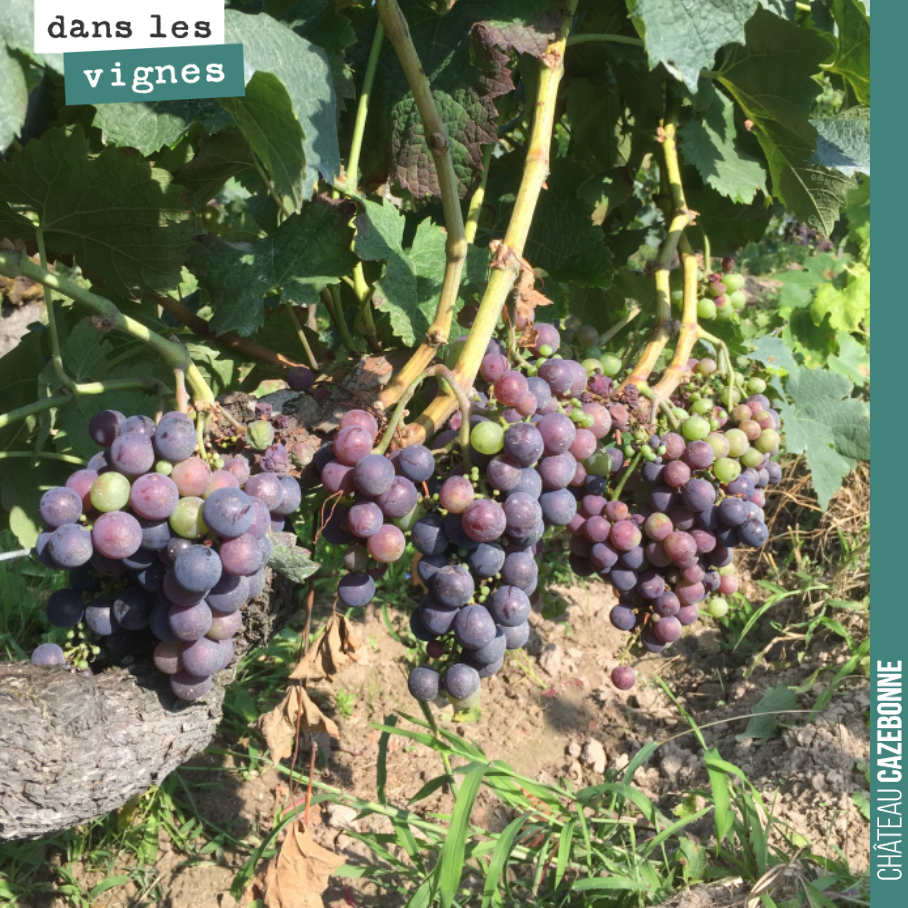 La véraison avance bien sur les merlots. Et le temps est au beau fixe pour les deux prochaines semaines !