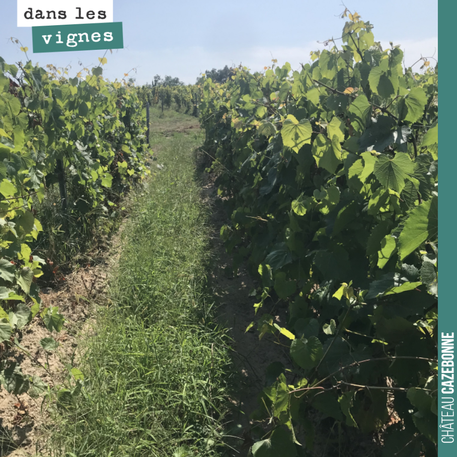 Nos plantations de porte-greffes sont en pleine forme. On va pouvoir greffer l’année prochaine !