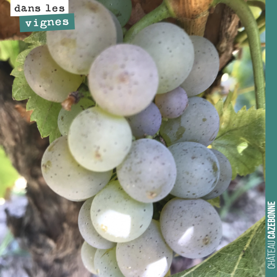 On a fait le tour de l’ensemble des parcelles de blanc, hier, pour voir quand on débute les vendanges. Ce ne sera pas avant le milieu de la semaine prochaine. A Cazebonne, on préfère vendanger bien...