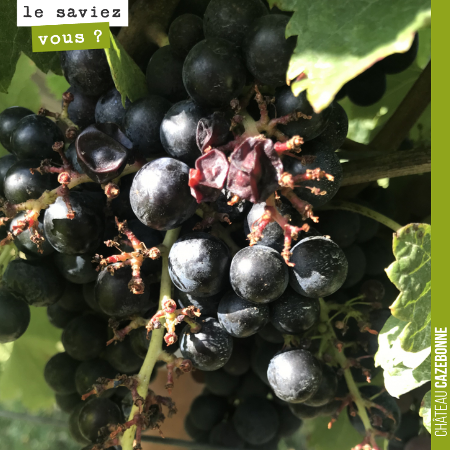 Mais quelle bête a bien pu avoir l’idée saugrenue de vendanger notre raisin pas encore mûr ?