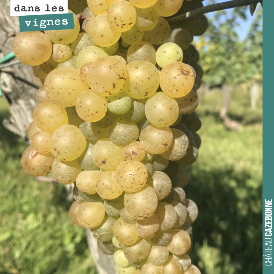 La muscadelle a bien muri cette semaine. C’est un magnifique cépage, minoritaire à Bordeaux, car très fragile à la pourriture grise. On va surveiller tous les jours, mais pour l’instant les conditi...