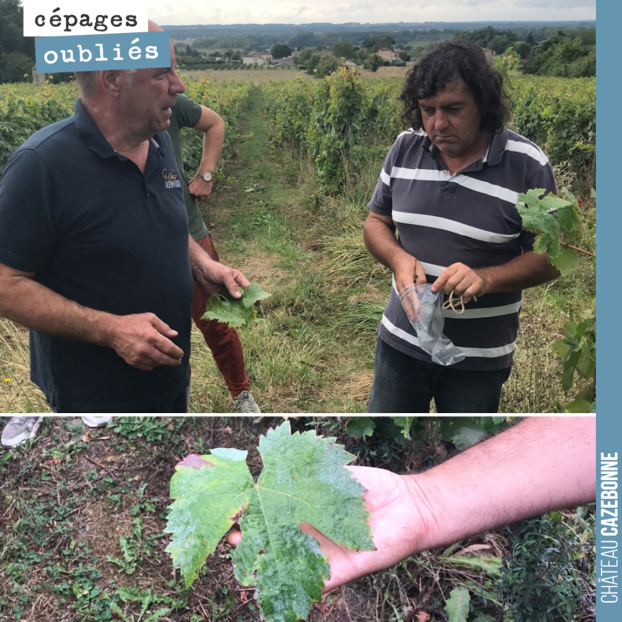En discutant l’année dernière avec Jean-Francois Menard du Château Memoires, il me parlait de vieux pieds présents dans l’une de ses parcelles. Les anciens donnaient le nom de Béquin à ce cépage.
...