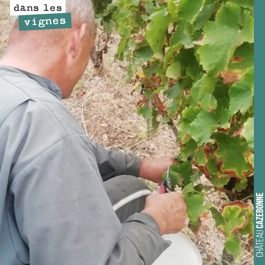 On vendange ce qu’il y a. On ne perd pas une grappe sur le terroir de Bouché.