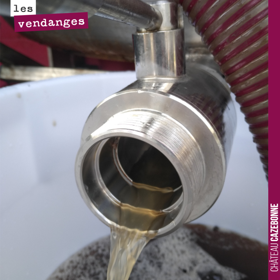 On presse nos petits lots, 5hl par 5hl. Cela devrait nos remplir quelques amphores et barriques de qualité.
Ce matin, vendange de sauvignon de notre terroir de Peyron et on enchaine cette semaine ...