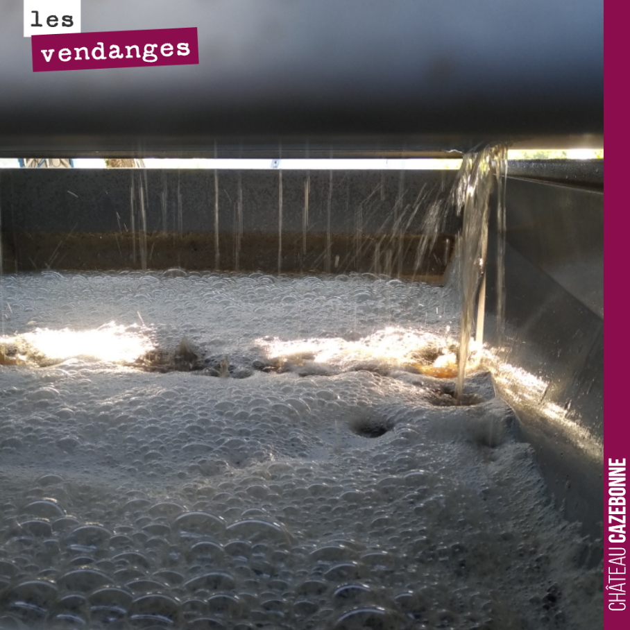 Silence, on presse. Très jolie vendange de sauvignon gris. Ensuite débourbage, puis entonnage en barriques de 500L de Stockinger (une neuve et une de deux vins), ainsi qu’une amphore de 12hl.
Pas ...