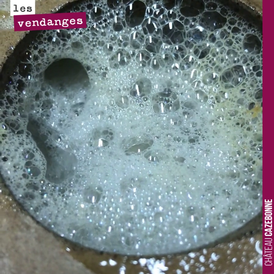 Les fermentations ont démarré. Ici sur notre lot issu des parcelles de Bouché.