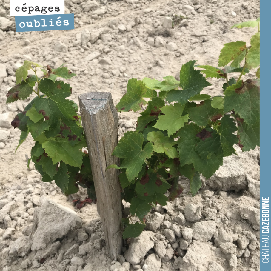 Voilà au moins un point positif pour cette année. Les plantations se sont bien passées. Juste un peu de mildiou sur feuilles. Les pluies de juillet ont permis à la plante de ne pas souffrir et de c...
