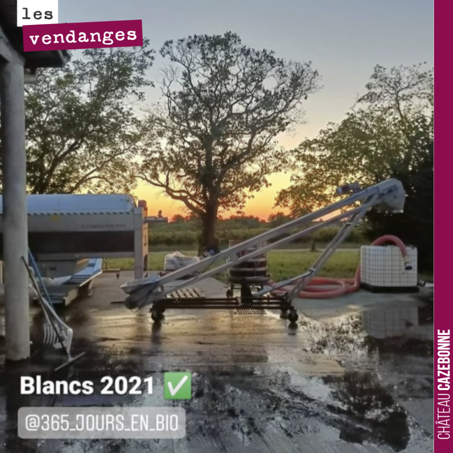 On clôture la vendange des blancs sur ce joli coucher de soleil. Ou presque, il nous reste quelques caisses à grappiller sur une parcelle plus tardive.
Place au rouge maintenant. On attaque lundi ...