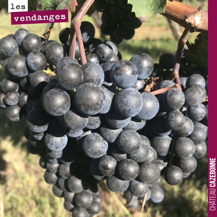 Cette fois, il faut y aller !
La date de vendange, c’est un des moments clefs du millésime. Vendanger ni trop tôt, ni trop tard, en fonction du cépage, en fonction du type de vin que l’on souhaite...