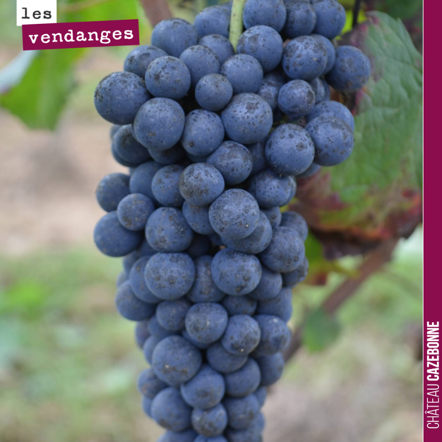 Le petit verdot attendra !
Les pluies attendues pour dimanche menacent l’état sanitaire des raisins. Les plus fragiles a ce stade sont le Merlot, le Cabernet-Franc, le Castets, le Bouchales et le ...