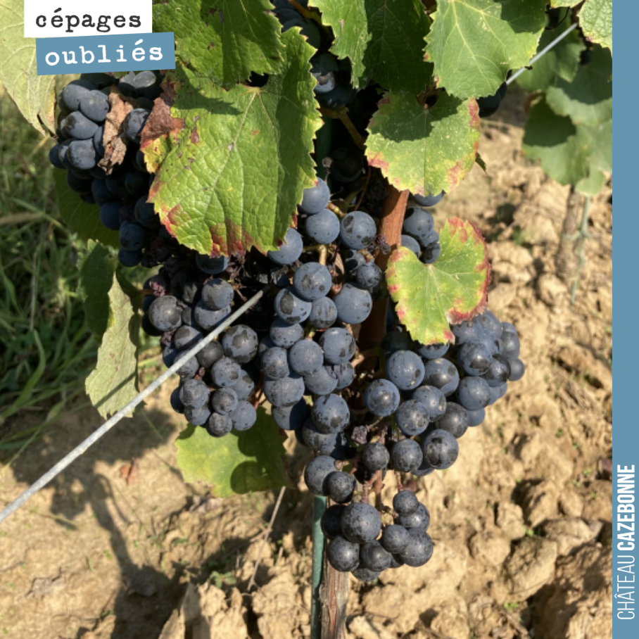 On vendange aujourd’hui le Bouchalès (qui est en train de lâcher), le Jurançon noir et le Castets. Le Saint-Macaire (en photo) attendra lundi pour gagner encore un peu en maturité. Pour tous ces cé...
