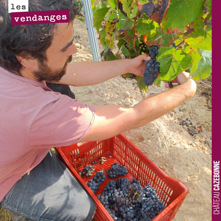 Les grappes sont rares, alors autant en prendre soin. Ici vendanges de nos merlots de Peyron. Des raisins qui permettront de réaliser un peu de Grand Vin rouge en ce millésime 2021.