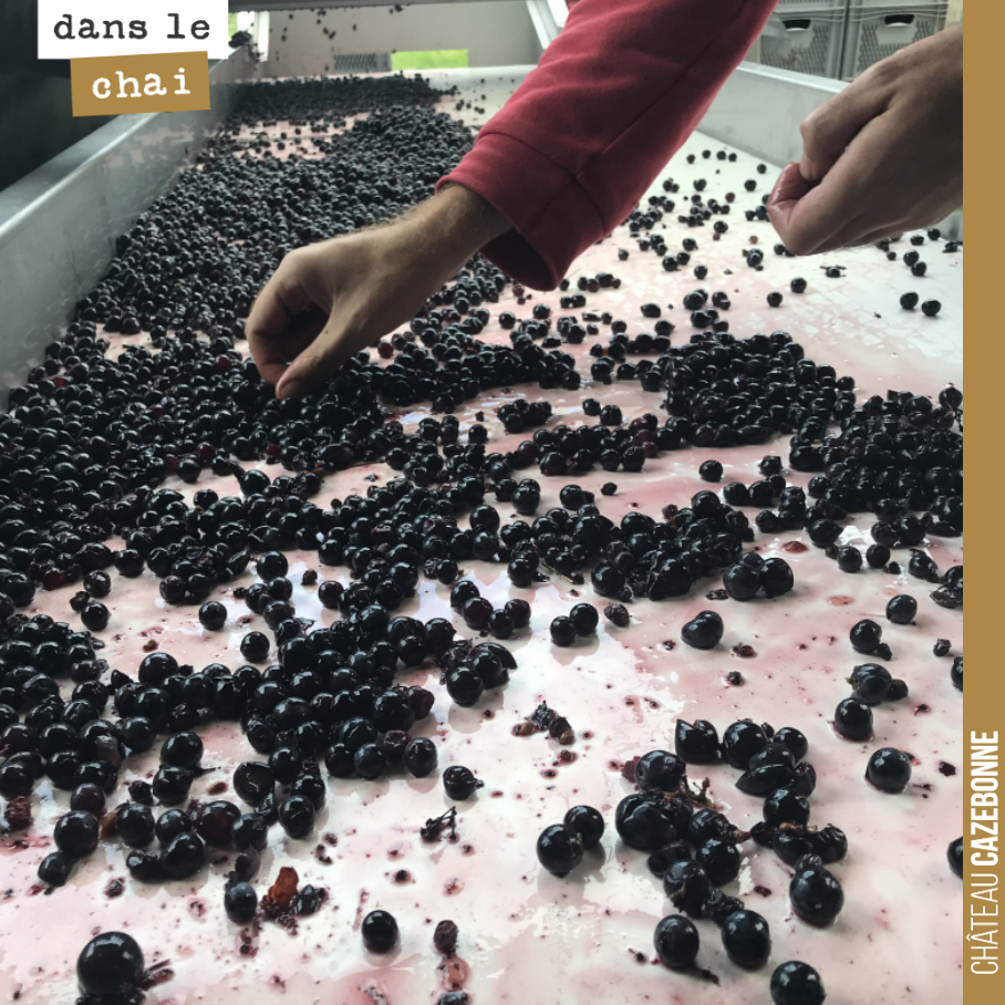 Trier. Enlever les pétioles, les grains pas mûrs, les quelques feuilles restantes.
Pour se donner le maximum de chances de faire le plus beau millésime.
Ici sur une vendange de Merlot rentrés hier.