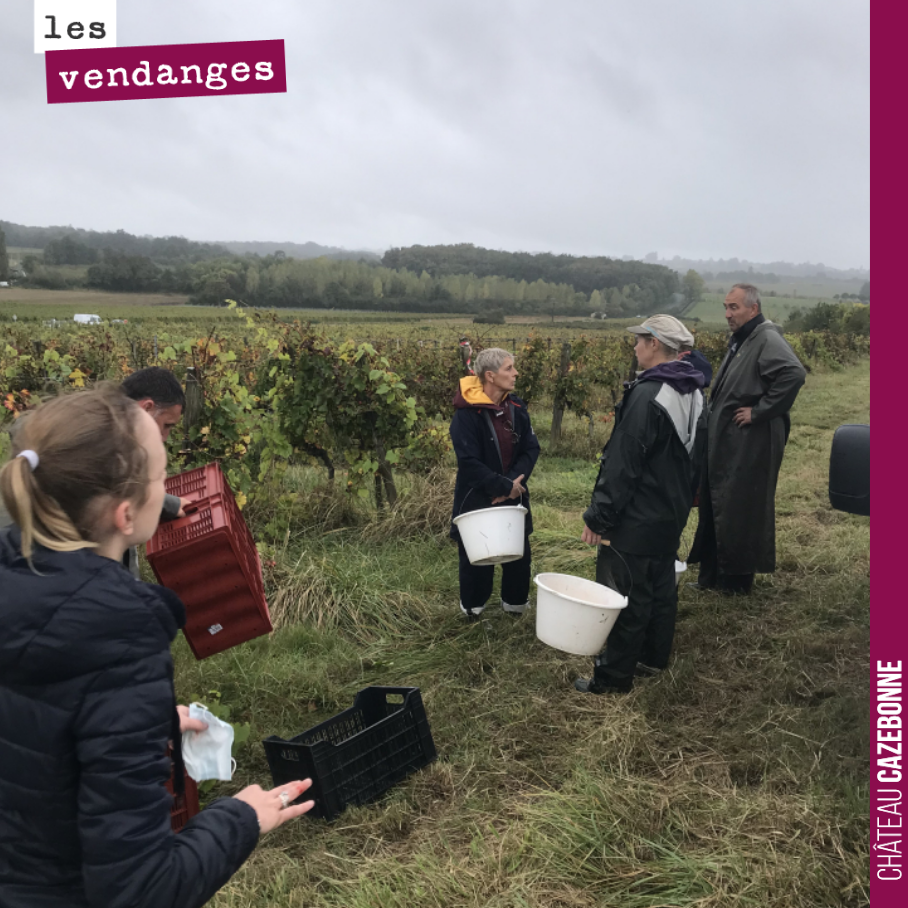 On continue les vendanges. Elles vont durer encore une dizaine de jours. On va pousser nos cabernets, jusqu’au bout. Tant que la météo nous permettra de tenir encore un peu.
Une année tardive, une...