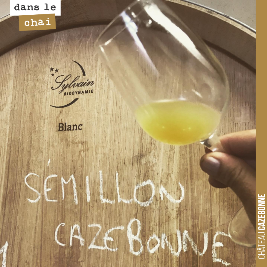 On élève, cette année, un lot de blancs dans des barriques Sylvain de 500l en biodynamie. On privilégie les grands contenants à Cazebonne car ils nous permettent de moins boiser nos vins, de rester...