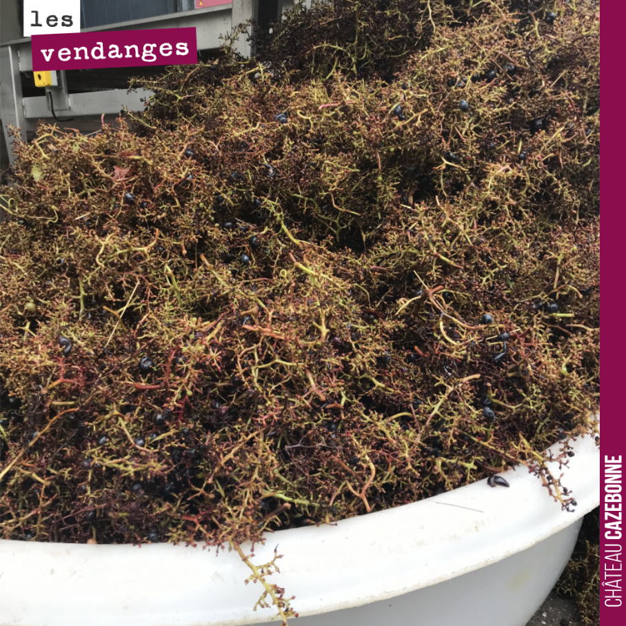 On rentre les derniers lots de cabernet-sauvignon. Les grappes sont éraflées et les baies sont ensuite soigneusement triées avant d’arriver en cuve où elles vont démarrer leur fermentation.