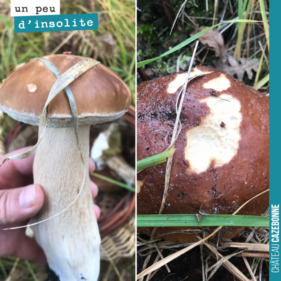 Sortie aux champignons, la semaine dernière. Derniers cèpes pour profiter de l’automne.