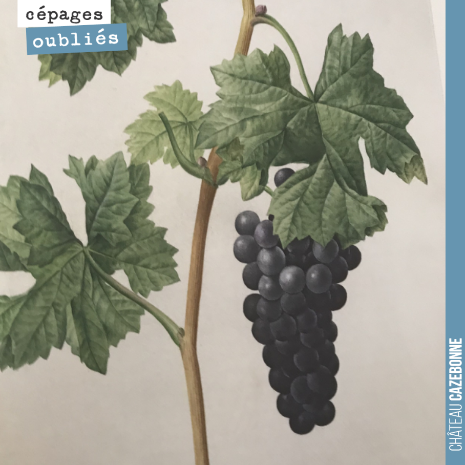 Je ne saurais que recommander la lecture de ce magnifique livre : Les raisins de Jean-Joseph Redouté.
Au début du 19eme siècle, une collection de cépages en provenance de toute la France a été con...