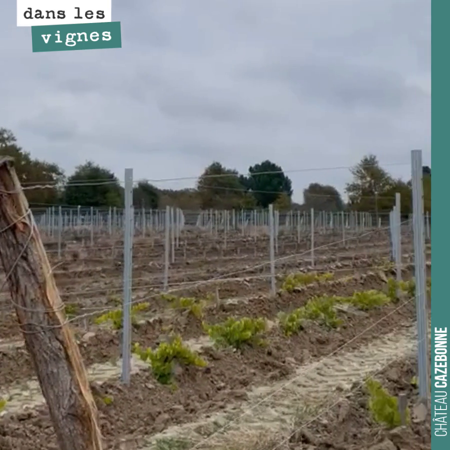 Notre plantation de porte-greffes et cépages oubliés est maintenant palissée et prête à passer l’hiver.