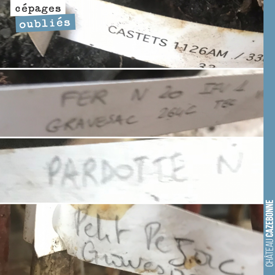 On profite de l’automne pour remplacer les manquants sur nos parcelles de cépages oubliés.
Hâte de goûter tous ses raisins aux vendanges 2022. Une dizaine de nouveaux cépages arrivent cette année ...