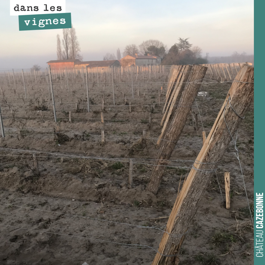 Nos plantes sont parées pour l’hiver. Les vignes sont chaussées et le palissage est en place !