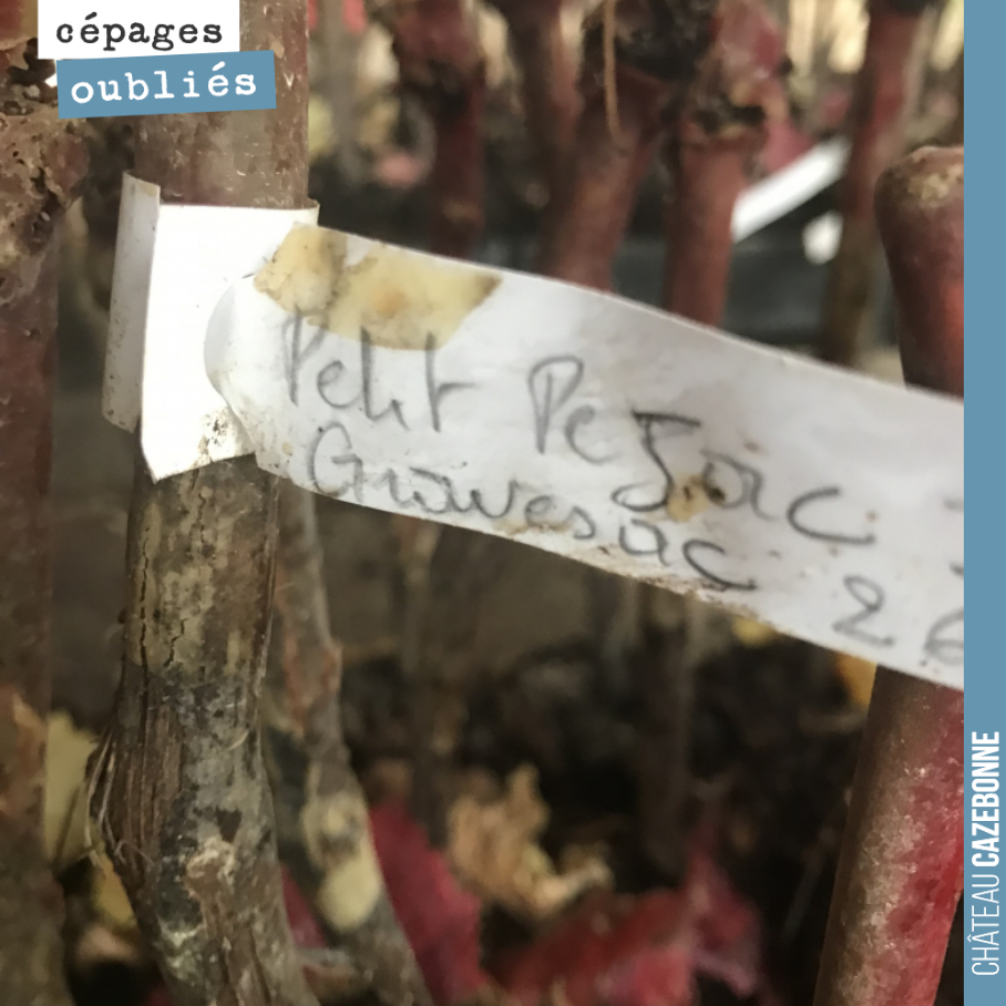 On finit nos complanterions dans les vignes, en commençant par nos cépages oubliés. Ici quelques plants de Petit Pejac pour notre parcelle du Maine.