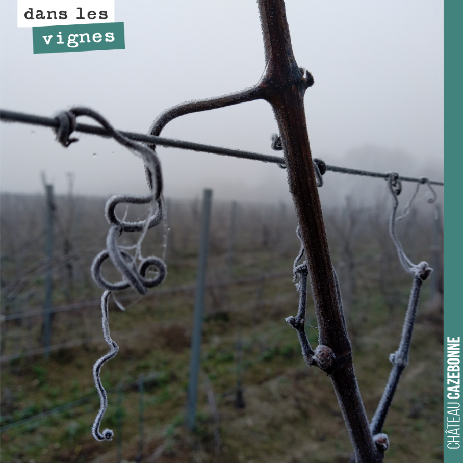 Le temps du repos pour la vigne.
On vous souhaite à tous de très bonnes fêtes de Noël.