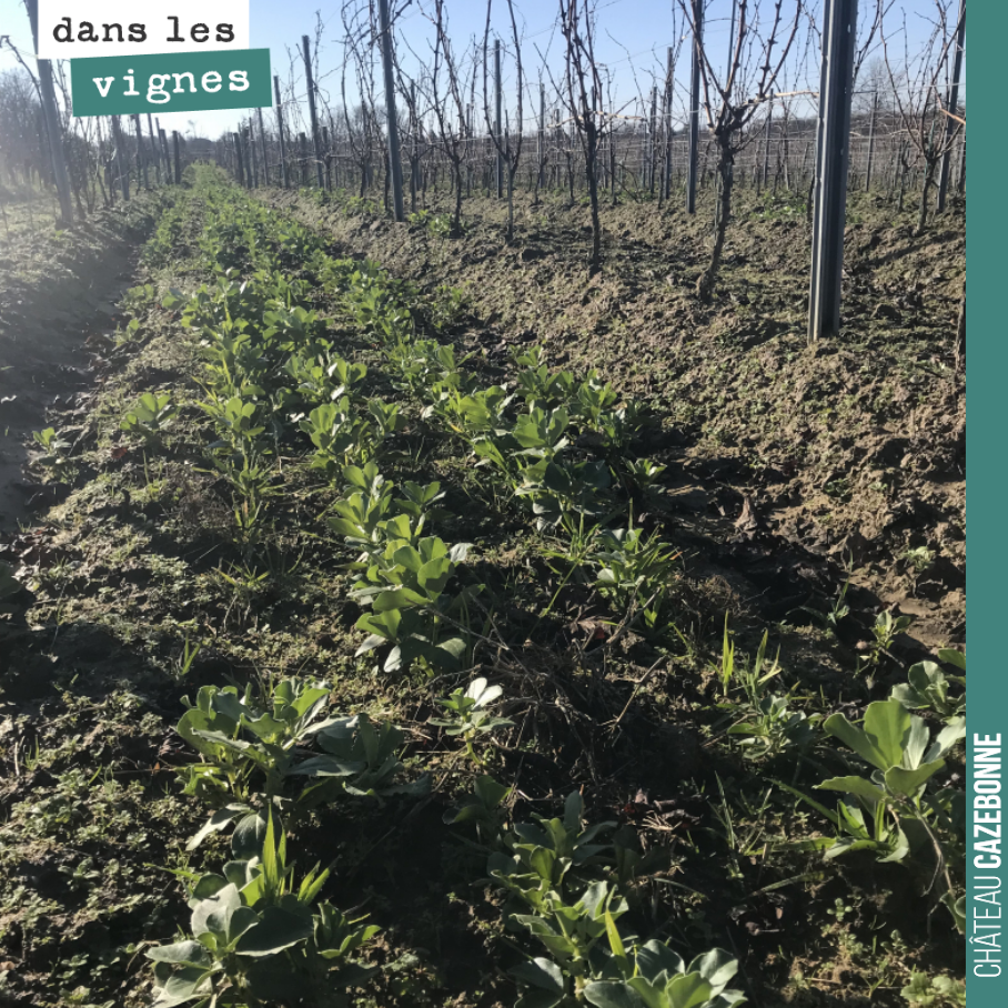 Nos couverts végétaux ont fini par lever, mais cela a été compliqué cette année. Difficile de comprendre pourquoi, on a semé juste après les vendanges pourtant.
