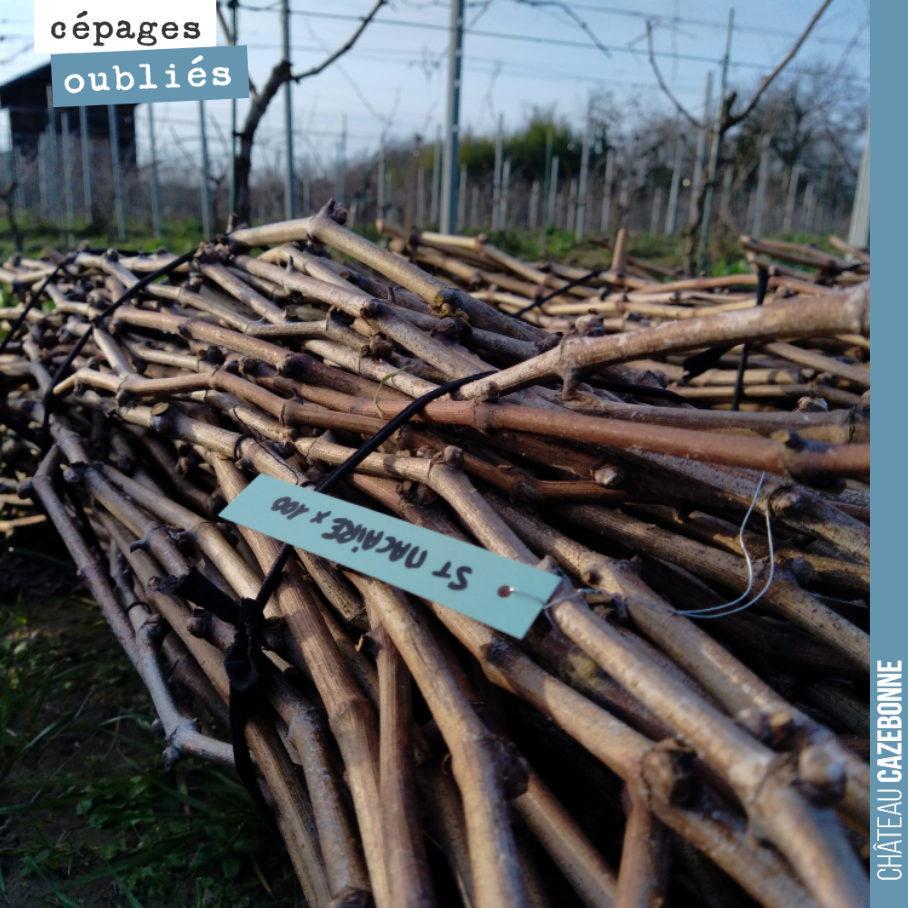 On prépare nos fagots pour les surgreffages de printemps. Ici nos bois de Saint-Macaire. Magnifique cépage alliant fruit, fraîcheurs et structure.