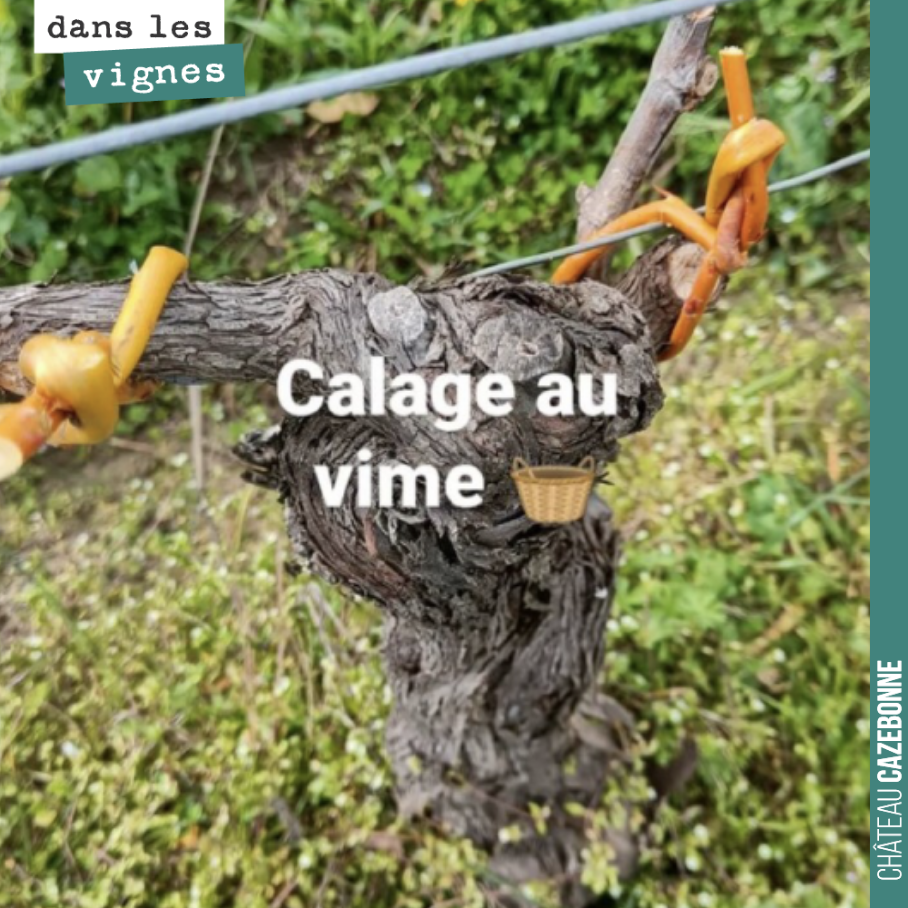 Calage de nos vieux pieds de vigne au vime. Ce calage traditionnel avec un brin d’osier est à la fois robuste, naturel et pérenne. Le lien va se solidifier en séchant et sera en place pour une duré...
