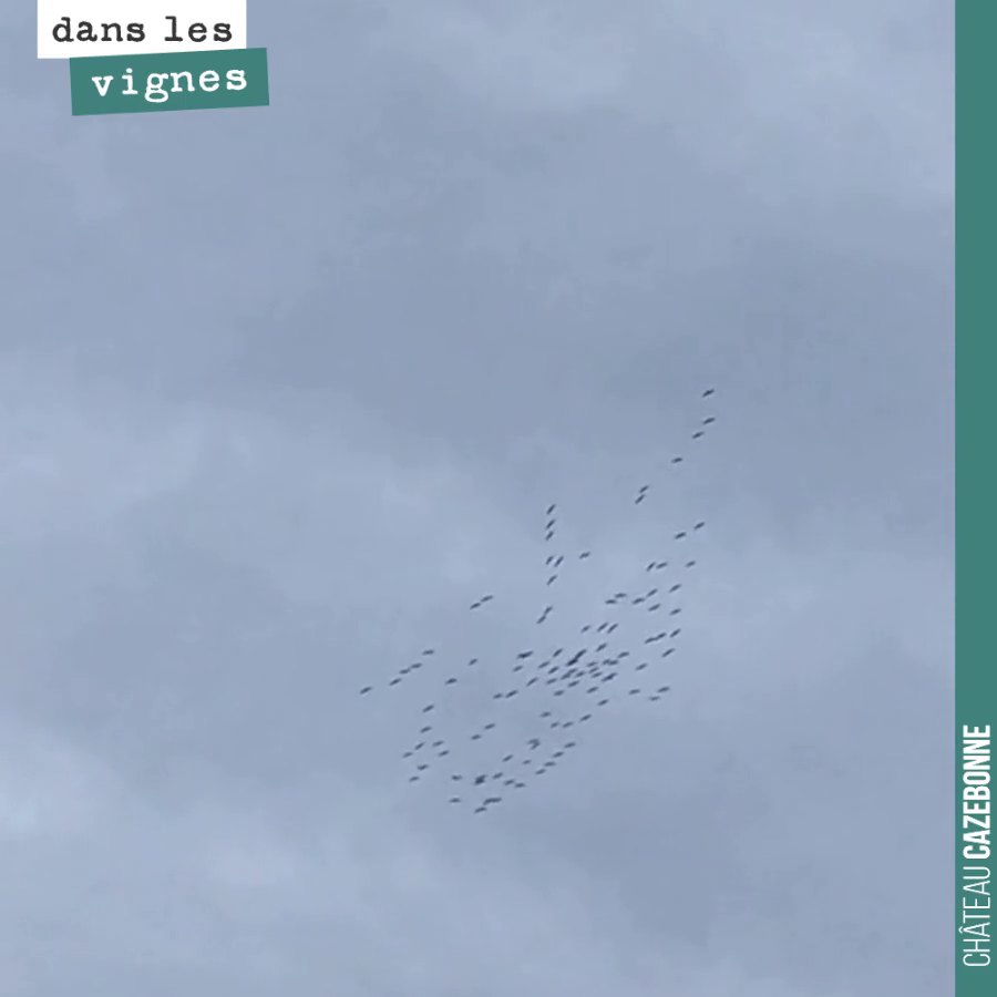 Les grues remontent et nous annoncent le printemps.