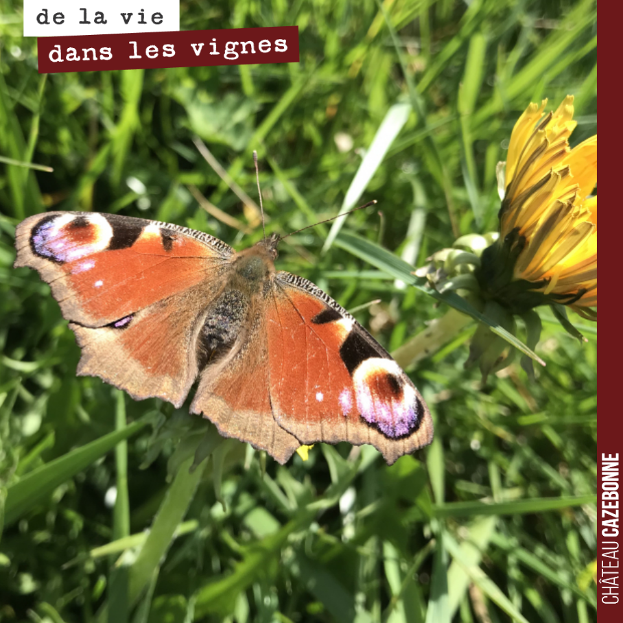 Ce matin, il pleut !
Alors on vous publie ce joli papillon pour redonner un coup de soleil à cette journée.
Ces pluies ne font pas de mal. Elles sont régulières et l’hiver a été plus sec que de c...