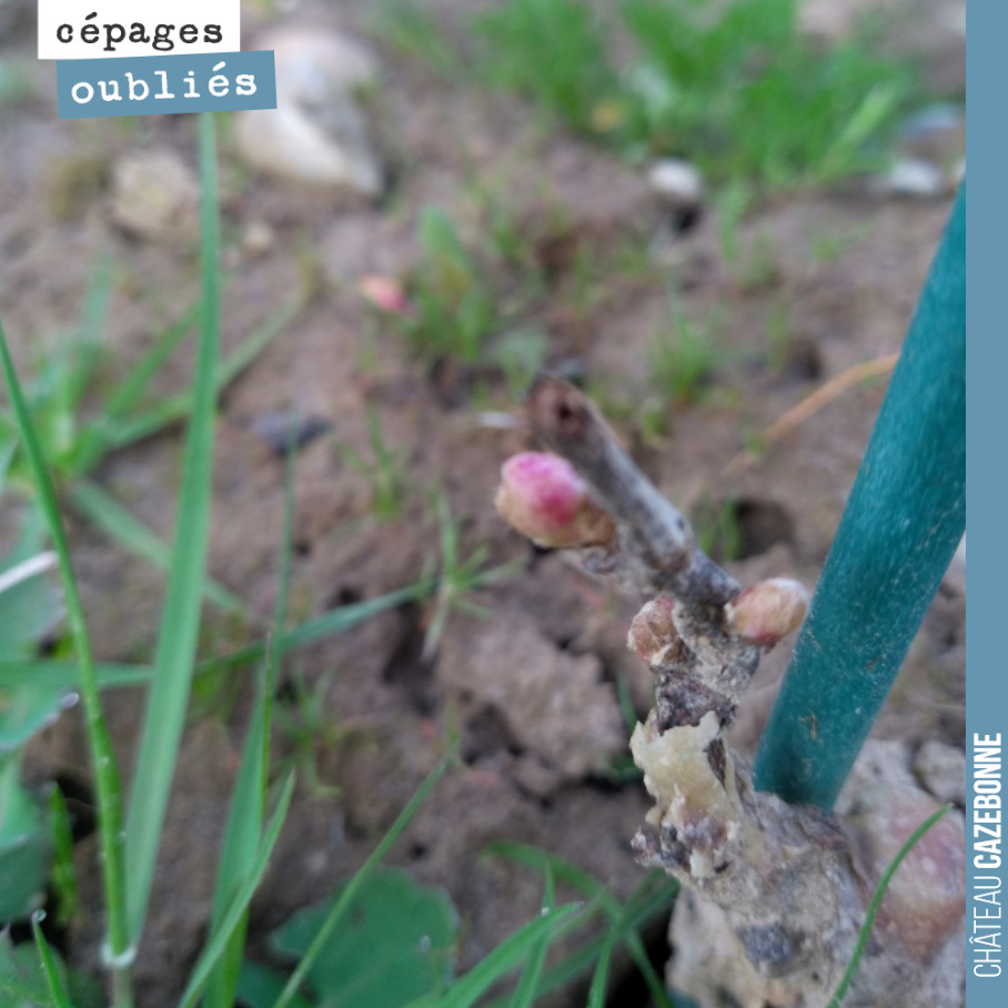 Les complants de Bouchalès commencent à débourrer. A partir de maintenant, il ne va plus falloir qu’il gèle.