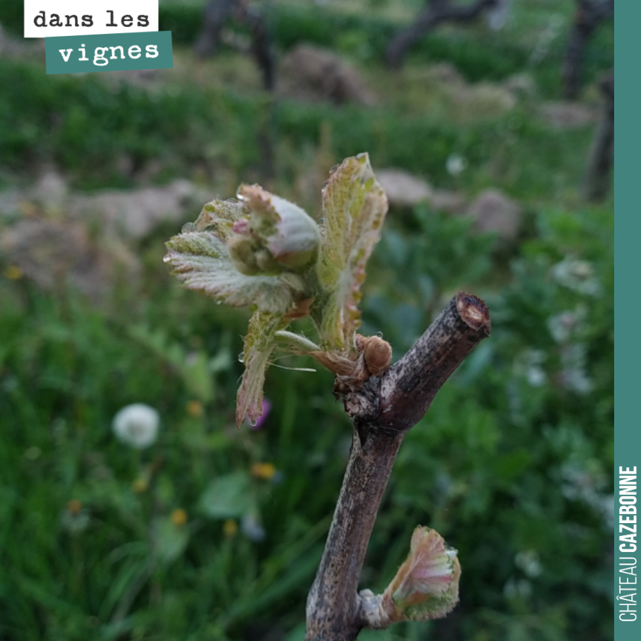La météo nous annonce des gelées pour samedi, dimanche et lundi.
Les cépages précoces ont commencé à débourrer. Sur la photo, un pied de Cabernet-Franc. Une gelée pourrait lui être fatale. On devr...