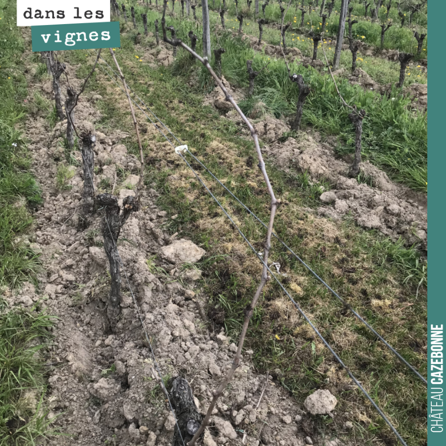 Pour lutter contre le gel cette année, là moitié des vignes (sur cépages précoces ou sur les parcelles les plus gélives) n’ont été que partiellement taillées. On a taille tous les bois non utiles e...
