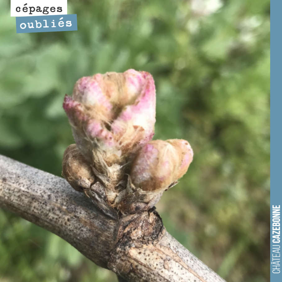 Le Saint-Macaire est fou cette année, il a fait sortir son bourgeon mais également ses contre bourgeons.
Souhaitons à ces bourgeons de passer à travers l’épisode de gel !
On nous annonce -2 pour ...