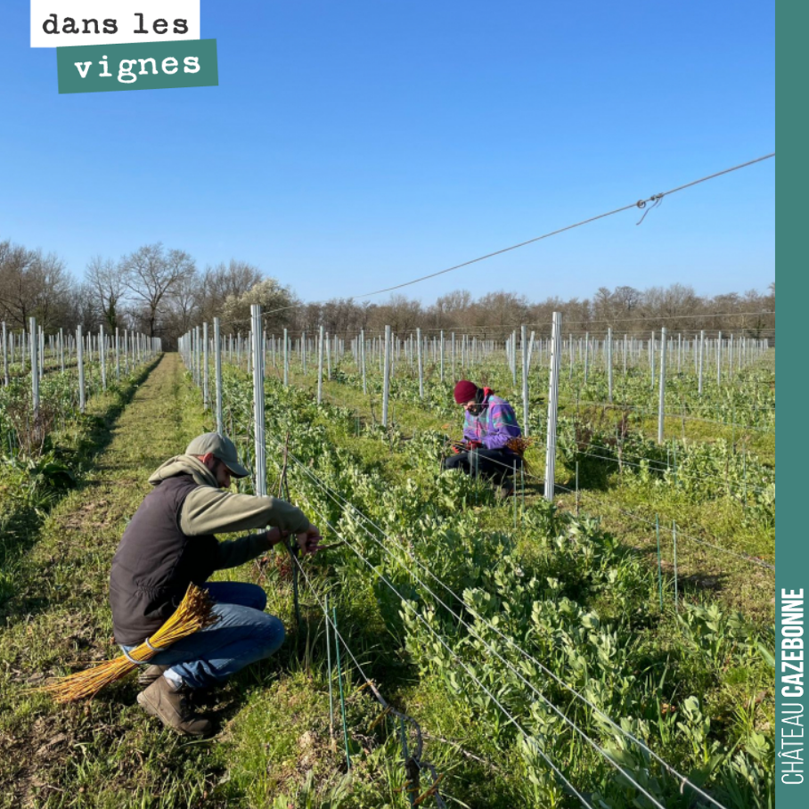 On a continué cette semaine à caler les plantes au vime. Cette osier se solidifie après pose et va permette de tenir le pied attaché pendant 2-3 ans.
Ici sur notre parcelle de cépages oublié de Co...