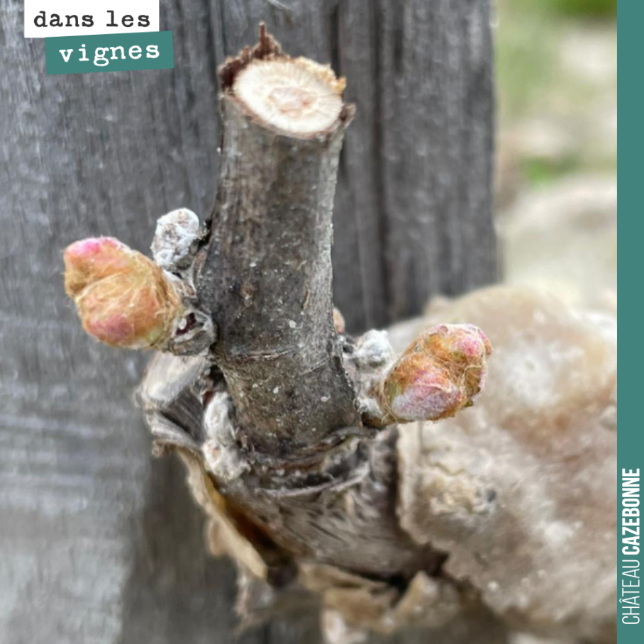 Cabernet Franc sur notre plantation de l’année dernière, rescapé du gel.