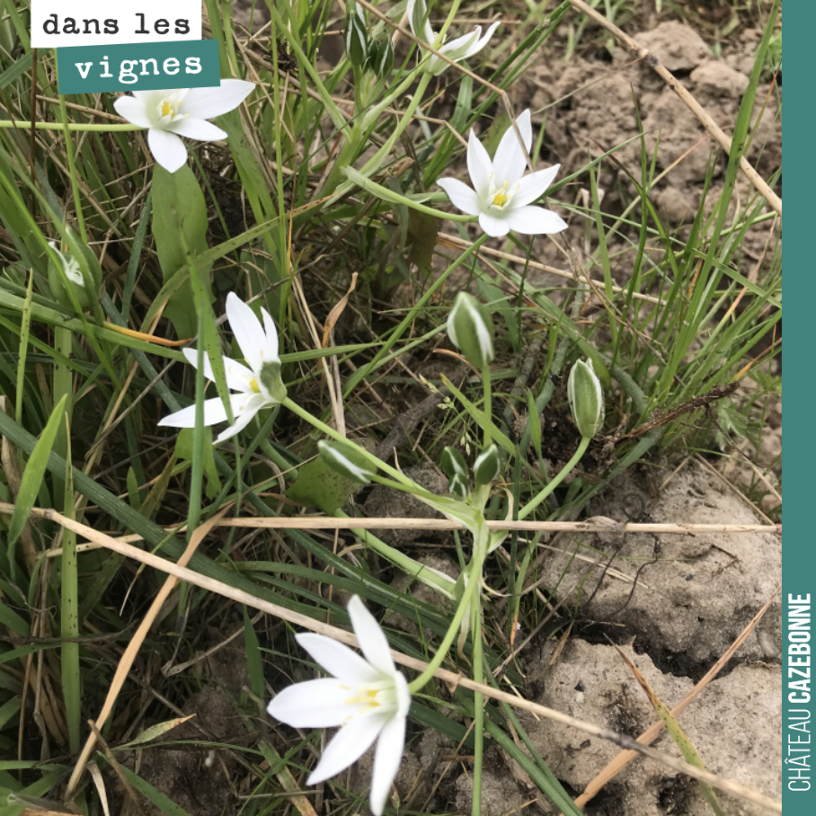 Quelques dames de onze heures, ou ornithogales dans notre parcelle de Merlot à Cazebonne.
Une très jolie fleur !