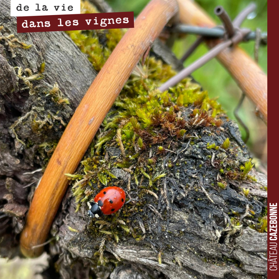 Les coccinelles sont de sortie. Le printemps est là !