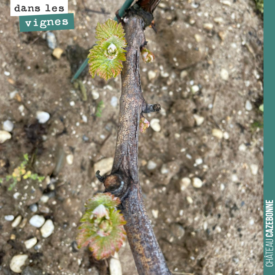 Cela ne demande qu’à pousser sur nos jolis terroirs de Graves !