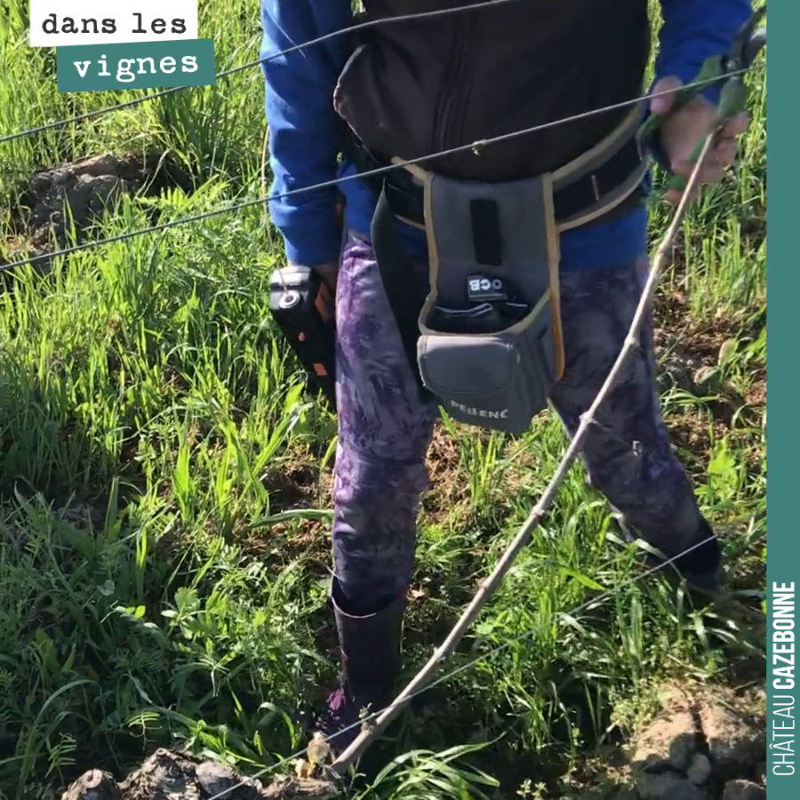 On finissait hier la taille et on liait au passage la dernière parcelle.
Cette parcelle est gélive et cette stratégie de taille tardive nous a sauvé cette année la récolte.