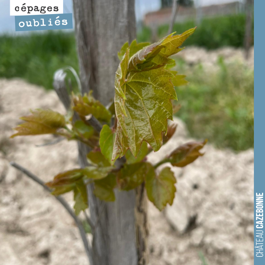 Dans nos vignes, nous généralisons désormais la plantation de porte-greffes pour ensuite greffer dessus nos cépages oubliés en deuxième ou troisième année.
Nous avons constaté que l’implantation d...