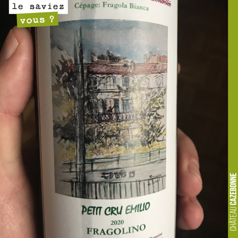 Dégusté hier, ce Fragolîno, vin vinifié en région parisienne par un particulier, à partir d’une treille de Fragola bianca, variété de vigne hybride par le croisement de vitis labrusca avec un vitis...