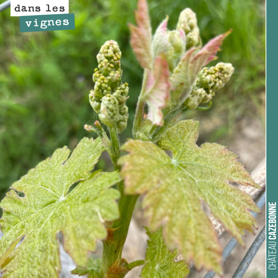 La sortie est belle cette année. Après ce millésime 2021, où le gel nous a lourdement frappé, on dirait que la vigne souhaite nous donner du raisin.
La vigne est une plante résiliante, elle souffr...