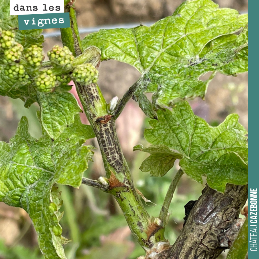 Nous avons un peu d’excoriose sûr cabernet-sauvignon cette année.
C’est une maladie cryptogamique de la vigne provoquée par le champignon Phomopsis viticola. Elle se manifeste par des lésions sur...